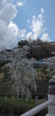 IMG_20250406_123108.jpg